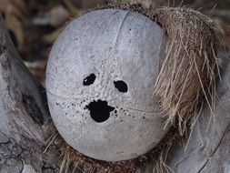 the face on the coconut