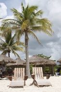 sunbeds near palm trees on a tropical beach