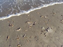 seashells on a sandy beach