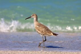 island bird