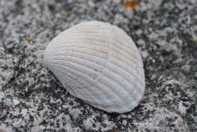 seashell on gray stone