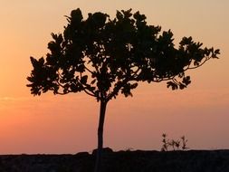 a tree in the sunset light