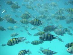 exotic fishes in the sea in egypt