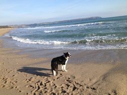 black white dog on the sand near the surf