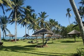 palm trees on the green coast