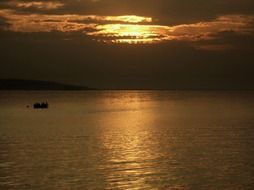 boar on the lake at sunset