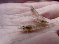 beach shrimp on the palm