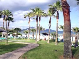 walking path between the palm trees