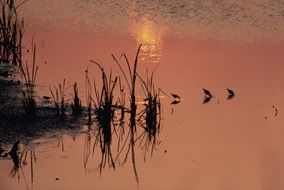 birds in water in pink twilight