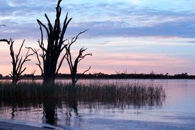 silhouettes of plants in a lake at sunset in Australia