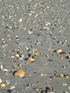 small seashells on a gray sand