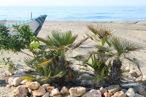 green plants and stones on the beach