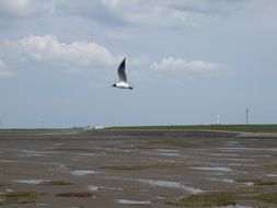 seagull flies over the northern sea