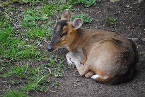 little deer relaxing