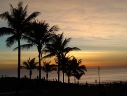 Palm trees near the ocean in summer