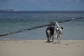 dogs friends