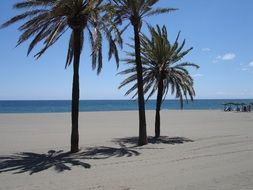 wonderful palm trees