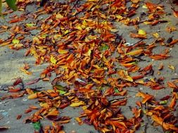 dry yellow leaves on the ground