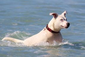 White dog swimming in the water