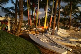 boats in the sand near the palm trees