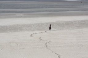 horse on the white beach