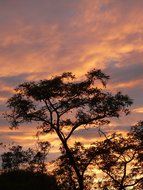 Sunset and acacia