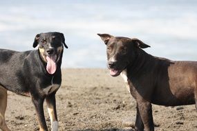 dogs on beach