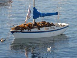 boat with the corpses of seals