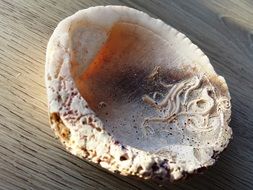 fossil of a sea shelf