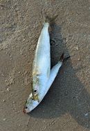 mackerel fish on wet sand