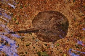 ray stingray into the sea