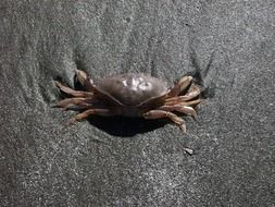 crab on pacific beach