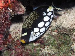 Close-up of the beautiful and colorful tropical clown triggerfish underwater