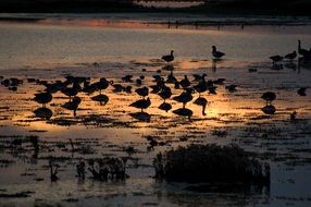 silhouettes of birds in the water at sunset