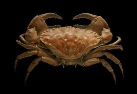 awesome toothed rock crab