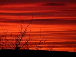 silhouettes of bright bushes against a red evening sky