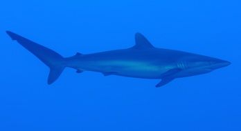 silky shark under water