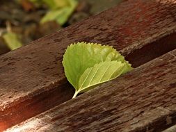 green leaves on a park bench