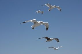 a herd of seagulls is flying in the sky