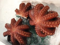 octopuses on crushed ice market stall