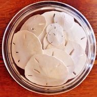 Sand dollars from beach