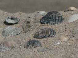 gray and brown shells on sand