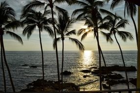 palm trees and ocean at colorful sunset in mexico