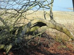 sawn tree near the lake, thurgau, switzerland