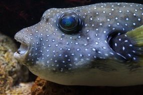 Puffer fish in the water