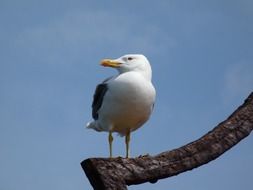 seagull against a clear blue sky