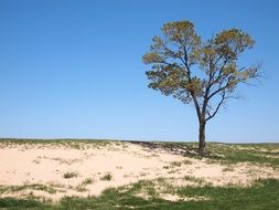 lonely tree on the beach on a sunny day