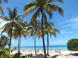 green palm trees and sun loungers on the beach in valdero