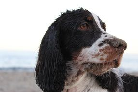 dog head close up, beach at background