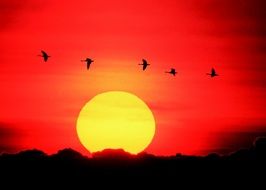 Geese fly at sunset